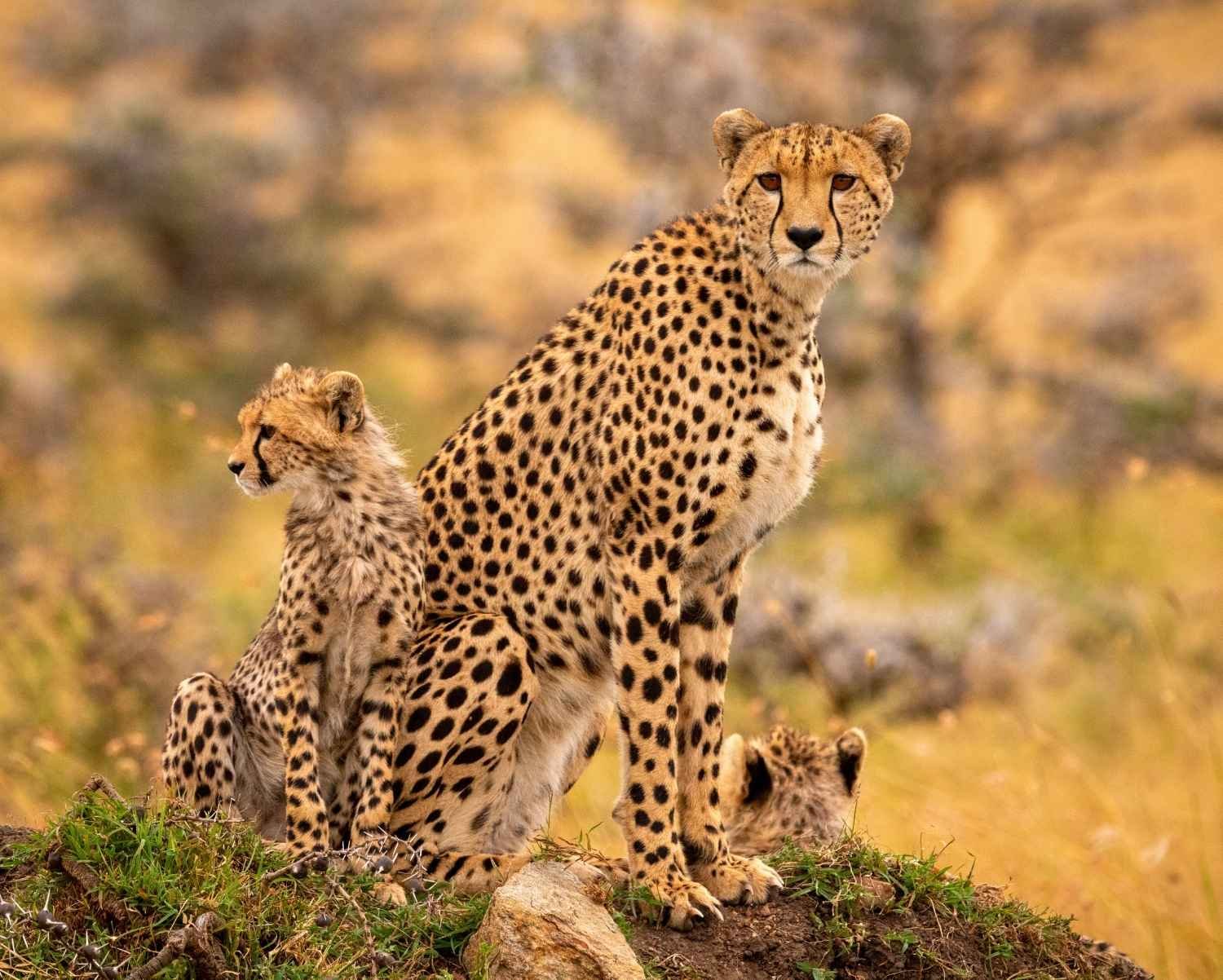 Die Big Five Afrikas: Wo Sie sie in Tansania finden können